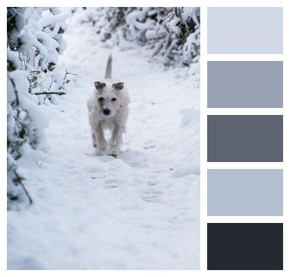 Doggy Style Snow Dog Image